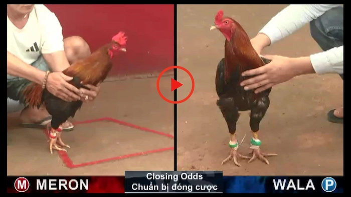 Find out the information contained in the cockfighting tips topic
