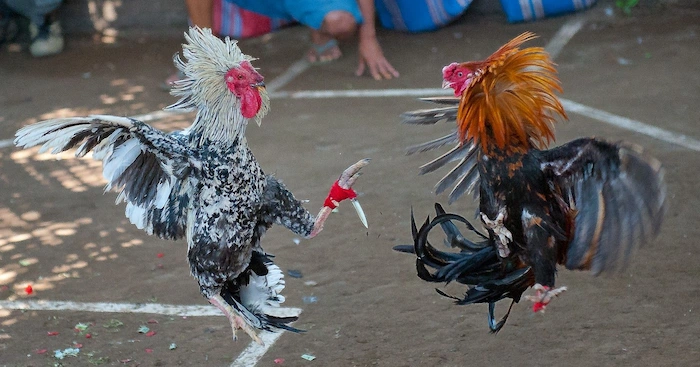 What new betting sport is cockfighting?