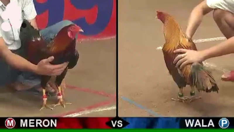 What is the form of Cambodian online cockfighting?