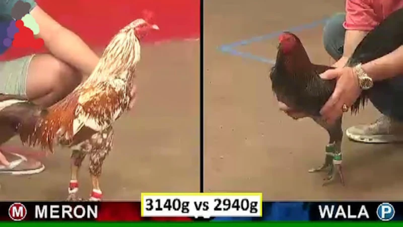 Instructions on the simple rules of Cambodian cockfighting